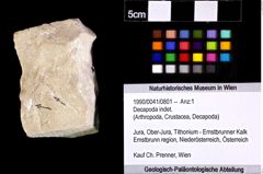 Foto (Objket + Etiketten) von Decapoda indet. 